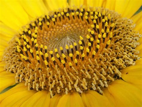 Seperempat gelas biji bunga matahari memberikan 90,5% dari kebutuhan harian vitamin e. Foto Wallpaper Bunga Matahari | Seputar Semarang