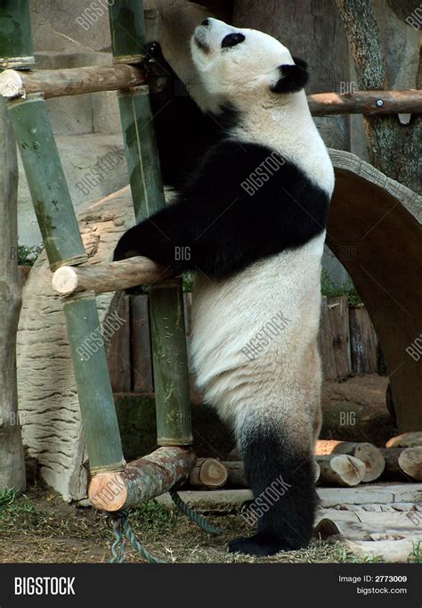 Standing Giant Panda Image And Photo Free Trial Bigstock