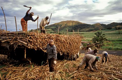 Fiji’s Sugarcane Farmers Will Benefit From Diversifying Policy Forum