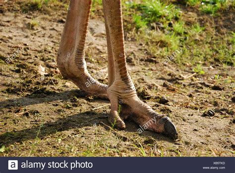 Ostrich Feet Stock Photos And Ostrich Feet Stock Images Alamy