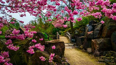 Wallpaper Cherry Blossom Nature Bridges Parks Stone Flowering Trees