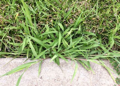 When Should You Apply Crabgrass Preventer Before Or After Rain Grow