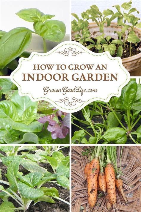 This will help the plant pollinate the flowers and produce more fruit. You can grow vegetables in your own indoor garden. Craving ...