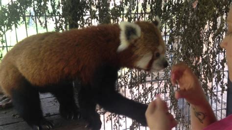 Counter Conditioning Red Panda For Vet Injections Making Them Less