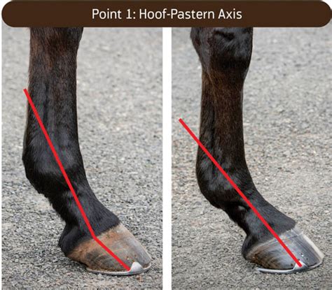 Left This Photo Illustrates A Broken Back Hoof Pastern Axis With A