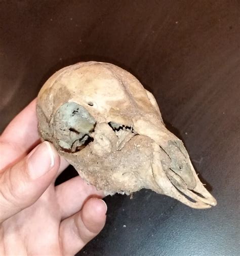 If advanced imaging is available, computed tomography (ct) can provide more. Pacific Remains — Fawn skull assembly. I typically put little ones...