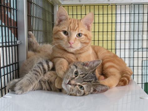 Read more information about all of the kittens and cats we currently have available for adoption at centre county paws. June is Adopt a Shelter Cat Month: Ways You Can Help ...