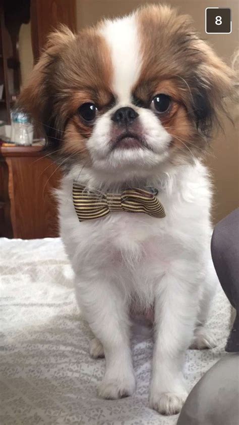 Japanese Chin Japanese Chin Puppies Japanese Dogs Cute Cats And Dogs