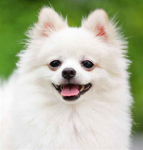White Pomeranian Why White Poms Are More Unusual Than Most