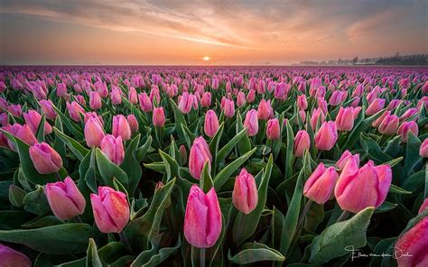 Pink Tulips Tulips Netherlands Spring Morning Hd Wallpaper Pxfuel