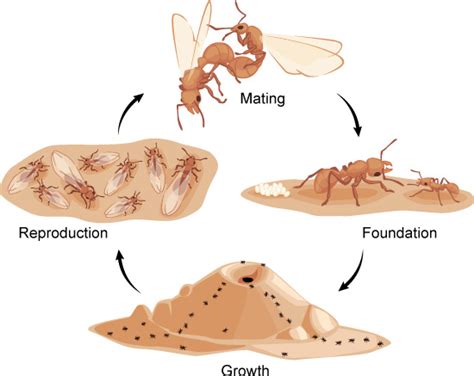 Life Cycle Of An Ant Colony Ask A Biologist
