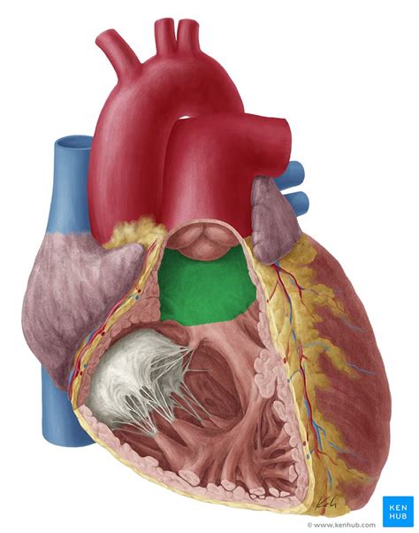 Ventrículos Do Coração Anatomia Função Características Kenhub