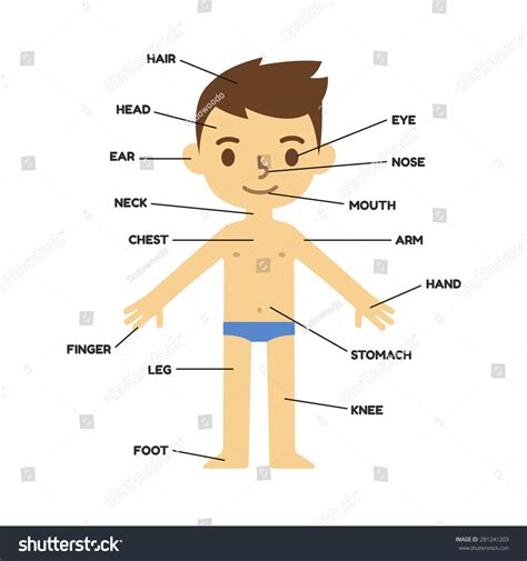 This female diagram template labels important parts of the. Épinglé sur CM 1