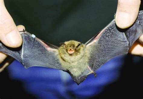 Species Spotlight The Indiana Bat Bat House Endangered Species Bat