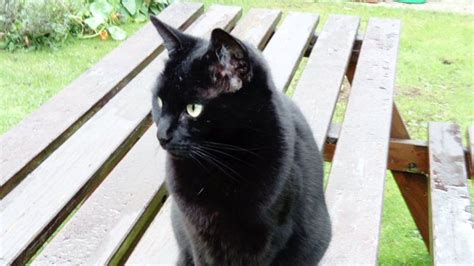 Black Cat Awareness Day Beauty Is More Than Fur Deep Bbc News