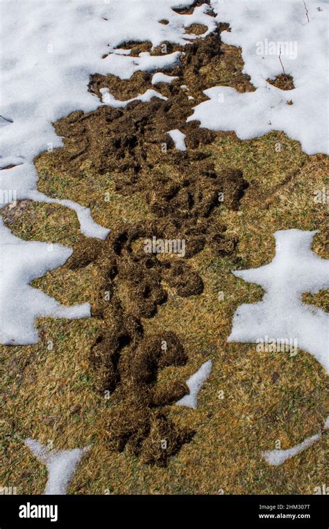 Meadow Vole Runway And Tunnels Made Under The Snow Appearing In Spring