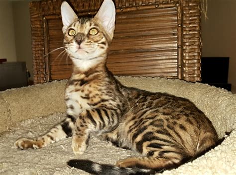Bengals Cats For Sale Jawapan Rot