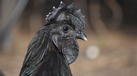 Ayam Cemani La Gallina Negra Que Asombra Al Mundo