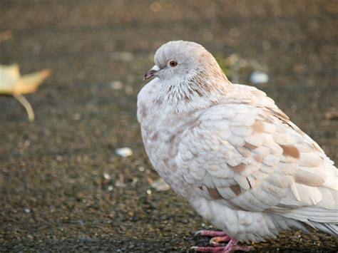 White Pigeon Ruskin Park London James Petts Flickr