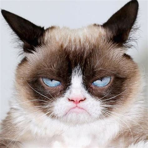 Grumpy Grumpy Cat Humor Funny Cat Pictures Best Cat S