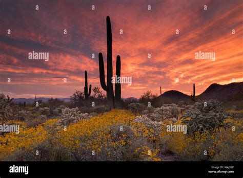 Sonoran Desert Sunset Arizona Stock Photo Alamy
