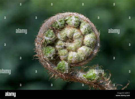 Unfurling Fern Frond Seen In Close Up Stock Photo Alamy