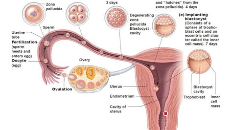😊 Conception And Implantation From Ovulation To Implantation What