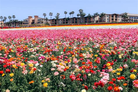 Its Time To Visit The Flower Fields In Carlsbad Visit With Kids