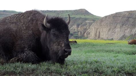 Bison Wild Horses Badlands And Magic Theodore Roosevelt National Park