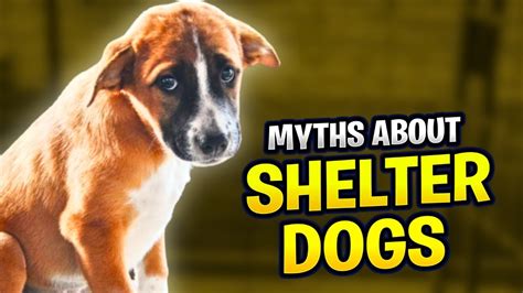 8 Common Myths About Shelter Dogs Stop 🛑 Youtube