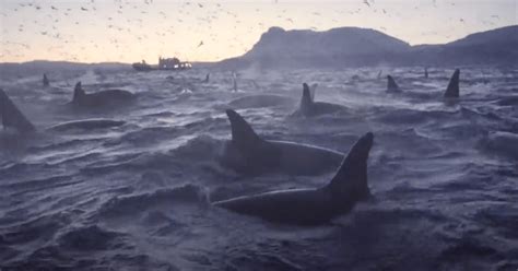 Largest Orca Pod Ever Caught On Camera Off The Coast Of Norway
