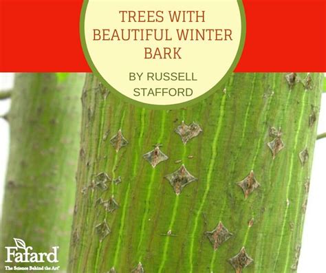 Trees With Beautiful Winter Bark Fafard