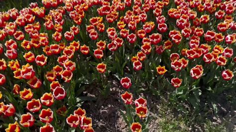 Well Worn Nike Air Max 90 Destroy Flowers Walk Crush And Stomp In Tulip Field Crushing1000