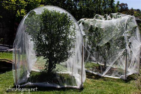 The popular products size and use black color knotless and extruded fruit tree netting 50 foot by 50 foot section for a cherry tree that will be 16 to 18 feet high and wide. How to set up fruit tree netting with no help | Fruit ...
