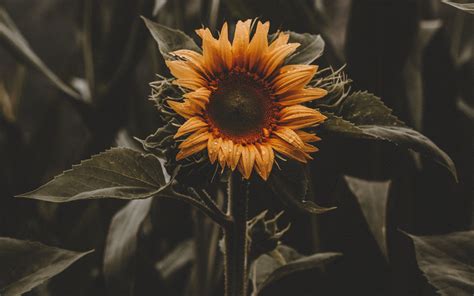 Download 3840x2400 Wallpaper Beautiful Bloom Sunflower