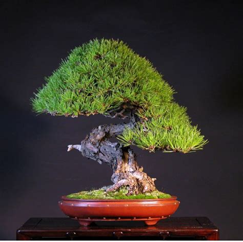 Japanese Red Pine From Korea Gansekisho By Mariusz Komsta Indoor Bonsai Bonsai Plants