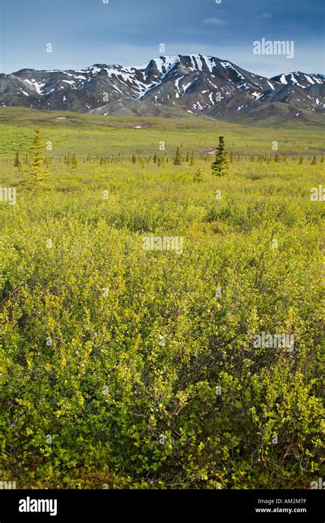Taiga Tundra Ecotone As The Land Transition From Taiga Forest To Stock