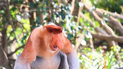 How To See Proboscis Monkeys In Sabah Full Guide 2024