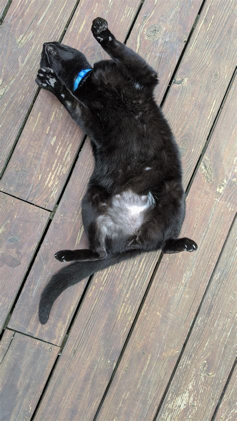 10 Year Old Cat Over Grooming His Belly Rcats