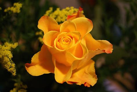 Ramos De Rosas Amarillas Bing Imágenes Beautiful Flowers Flowers