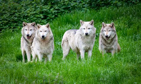 Swedens Wolf Populations Dropping Amidst Cull The Fur Bearers