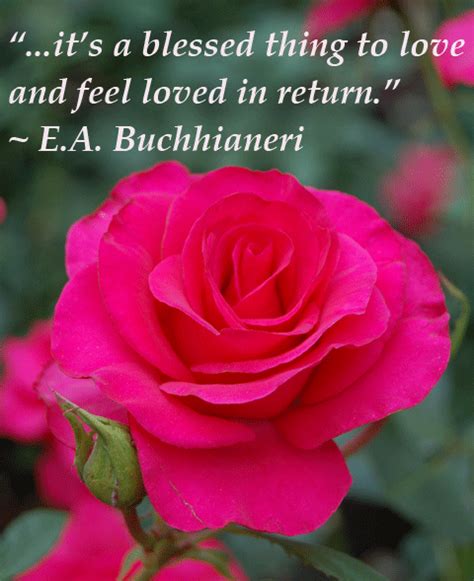 Carol Chapman Inspirational Quote On Love With A Photo Of A Red Rose