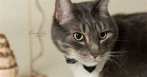 Dapper Cat Gets A Purrfectly Appropriate Photoshoot For