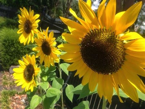 Pin By Vanessa Looney On I Love Sunflowers Sunflower Sunflower