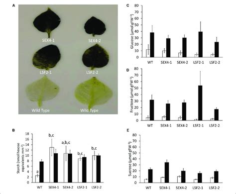 Starch Degradation In Leaves And Tubers Of Transgenic Lines A Download Scientific Diagram
