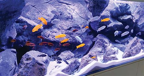 The Fascinating World Of Lake Malawi Cichlids Creature Companions