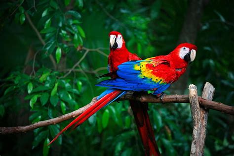 Hd Wallpaper Two Scarlet Macaws Birds Pair Parrots Red Macaw