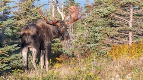 aggressive moose behaviour shuts down trail at cape breton highlands park r novascotia