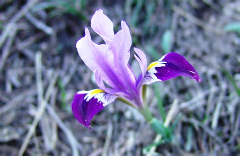 The Short Colourful Lives Of Spring Steppe Flowers The Astana Times