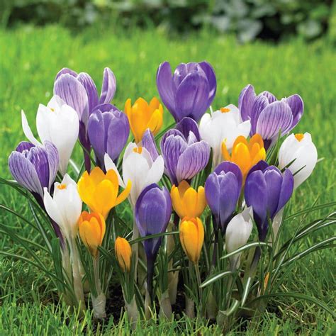 Longfield Gardens Crocus Large Flowering Mix Bulbs 250 Pack 12000040